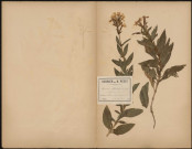 Saponaria Officinalis Sapronaire, plante prélevée à Hermes (Oise, France) Chemin de Saint-Félix, 12 août 1889
