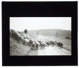 Moutons route de Sains