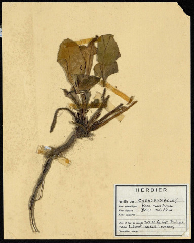 Beta maritima, Bette maritime, Betterave maritime, famille des Chenopodiacées, plante prélevée à Grand-Fort-Philippe (Nord, France), sur le littoral (sable et rochers), le 3 mai 1964