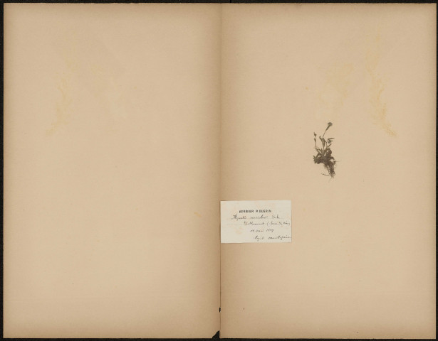 Myosotis Versicolor (Legit Mouillefarine), plante prélevée à Béthemont-la-Forêt (Val-d'Oise, France), Herbier P. Guerin, 12 mai 1889