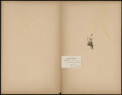 Myosotis Versicolor (Legit Mouillefarine), plante prélevée à Béthemont-la-Forêt (Val-d'Oise, France), Herbier P. Guerin, 12 mai 1889