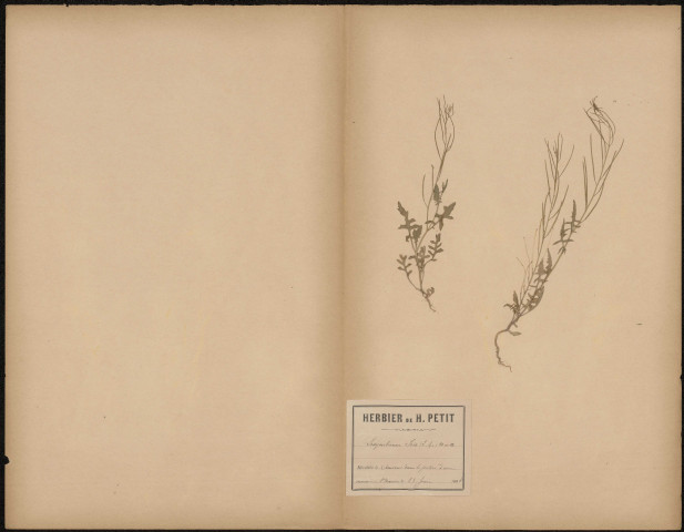 Sisymbrium Frio, plante prélevée à Amiens (Somme, France), dans le jardin d'une maison à Saint-Maurice, 23 juin 1888