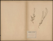 Sisymbrium Frio, plante prélevée à Amiens (Somme, France), dans le jardin d'une maison à Saint-Maurice, 23 juin 1888