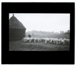 Moutons route près Canaples - octobre 1910
