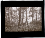 Bois à Wailly - mai 1931