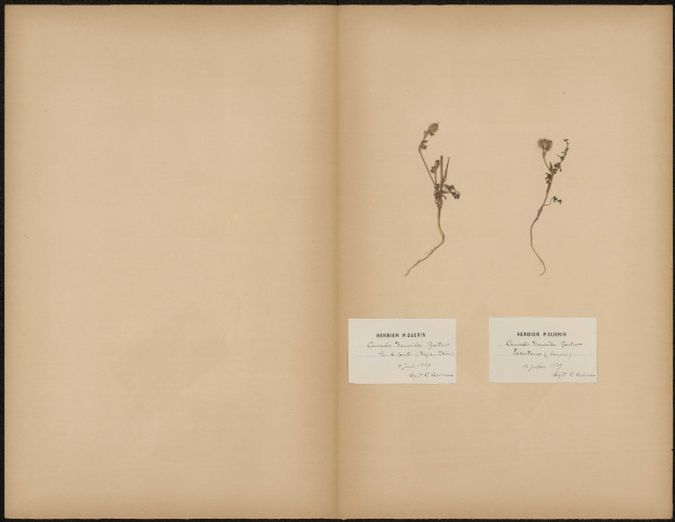 Cancalis Dancoides Goertrer (Legit C. Copineau), plante prélevée à Vic-le-Comte (Puy-de-Dôme, France);Essertaux (Somme, France), Herbier P. Guérin, 9 juin 1889 - 13 Juillet 1889