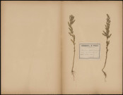 Chenopodium Fidifolium, plante prélevée à Sarrebourg (Moselle, France), en Alsace, 1er septembre 1888