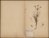 Plantago Arenaria, plante prélevée à Athies (Somme, France), aux [Sablières des Proies], Lieu-dit "La Sablière" ?,, 25 juin 1888