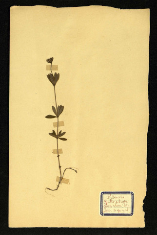 Galium silvestre Poll (Gaillet silvestre), famille des Rubiacées, plante prélevée à Dromesnil (Bois), 6 juillet 1938