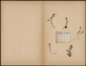 Teucrium Montanum, plante prélevée à Hermes (Oise, France), dans un bois de sapins, terrain sablonneux, 15 août 1889