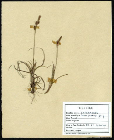 Carex praecox Jacq, famille des Cyperacées, plante prélevée au Crotoy (Somme, France), près de La Maye, en juin 1969