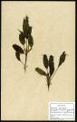 Potamogeton polygonifolius Pourr., Potamot à feuille de renouées, famille des Potamées, plante prélevée à Cherré (Sarthe, France), zone de récolte non précisée, en avril 1969