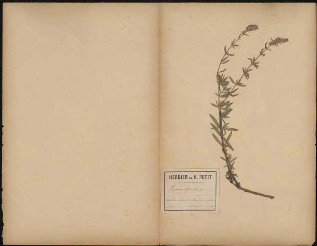 Hysopus Officinalis, plante prélevée à Amiens (Somme, France), au Faubourg de Hem dans un jardin potager, 18 août 1888