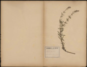 Hysopus Officinalis, plante prélevée à Amiens (Somme, France), au Faubourg de Hem dans un jardin potager, 18 août 1888