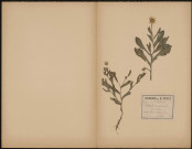 Calendula Arvensis, Souci des Vignes, plante prélevée à Hermes (Oise, France), dans un champs calcaire, 2 juillet 1888
