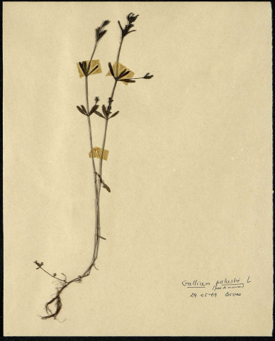 Gallium Palustre L(pas de macron), famille non identifée, plante prélevée à Boves (Somme, France), zone de récolte non précisée, en mai 1969