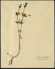 Gallium Palustre L(pas de macron), famille non identifée, plante prélevée à Boves (Somme, France), zone de récolte non précisée, en mai 1969