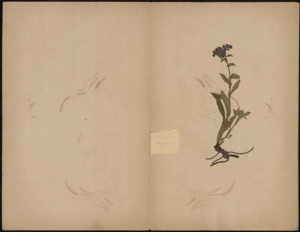 Pulmonaria Angustifolia, plante prélevée à [Lieu inconnu], n.c., [1889-1891]