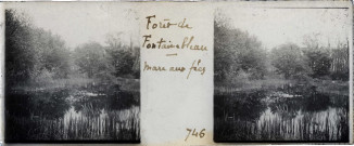 Forêt de Fontainebleau - mare aux fées