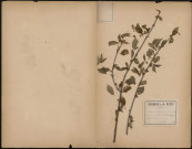 Cerasus Avium (Moench Meth) C.Dulcis (Gaertner. Fruct ; Kirschley Fl.Als) Var et Sylvestris, plante prélevée à Saveuse (Somme, France), dans la garenne, 12 mai 1889