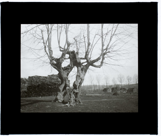 Lucheux l'arbre des mariages - 1905