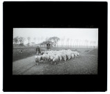 Troupeau de moutons, route d'Hébécourt à Nampty - mars 1903