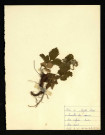 Fragaria vesca (Fraisier ), famille des Rosacées, plante prélevée à Croixrault (dans le bois de Croixrault), 9 juin 1950