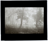Marais d'Argoeuves - brouillard - octobre 1932