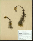 Myriophyllum spicatum, Myriophylle en épis, famille des Myriophyllacées, plante prélevée à Boves (Somme, France), zone de récolte non précisée, en août 1969