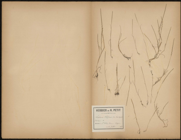 Lepturus Filiformis, plante prélevée à Saint-Valery-sur-Somme (Somme, France), sur la digue, 16 juillet 1889