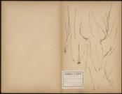 Lepturus Filiformis, plante prélevée à Saint-Valery-sur-Somme (Somme, France), sur la digue, 16 juillet 1889