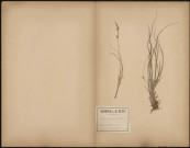 Carex Arenaria, plante prélevée dans la Forêt de Coucy Basse, 26 juin 1888