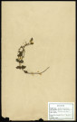 Véronica Chamaedrys., famille des Scrofulariacées, plante prélevée à Boves (Somme, France) ou Amiens (Somme, France), sur l'Île Saint-Aragone, en avril 1969