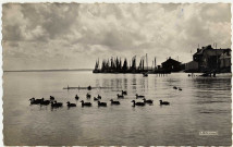 Le Crotoy (Somme). Les pittoresques canards de la baie
