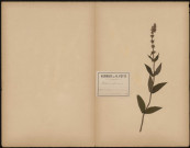 Betonica officinalis, plante prélevée à Ailly-sur-Somme (Somme, France) et à Saveuse (Somme, France), près du bois de Saveuse, 27 juillet 1888