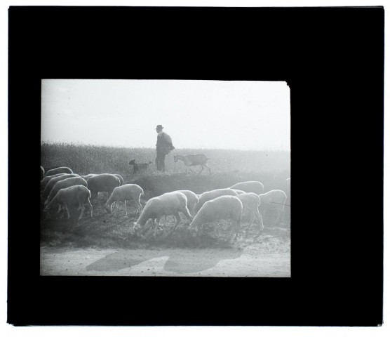 Troupeau de moutons - 1905