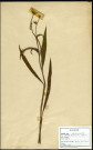 Ranunculus lingua, Renoncule langue ou Grande douve, famille des Renonculacées, plante prélevée à Grandvilliers (Oise, France), zone de récolte non précisée, en juin 1969