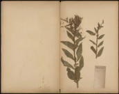Miscélancés, plante prélevée à [Lieu inconnu], n.c., [1888-1889]