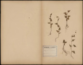 Polygonum Convolvulus , plante prélevée à Amiens (Somme, France), dans un jardin potager, 8 août 1888