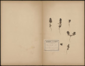 Ajuga Chamaepitys schreb., plante prélevée à Hermes (Oise, France), près du clavaire, 12 août 1889