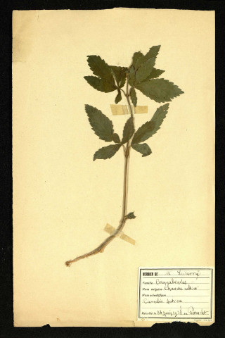 Cannabis sativa (Chanvre cultivé), famille des Cannabinacées, plante prélevée au Paraclet (Cottenchy), 4 juin 1938
