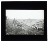 Troupeau de moutons près de Thézy - 1905