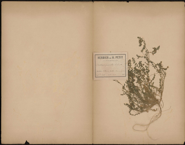 Ornithopus Perpusillus (L.Sp.), Legit. P. Dubois, plante prélevée à Villers-sur-Authie (Somme, France), dans une ancienne garenne, 30 août 1888
