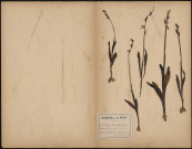 Ophrys Muscifera - Orphys Myode - Ophrys mouche, plante prélevée dans le Bois de Querrieux (10 juillet 1888), dans la forêt de Lucheux (6 juin 1889) et dans les environs de Hermes et Berthecourt (20 mars 1889), 10 juillet 1888 - 6 juin 1889