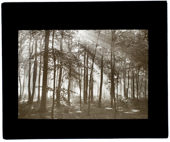 Bois d'Hébécourt octobre 1925