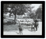 Moutons près la mare d'Argoeuves - 1905
