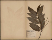 Castanea Vulgaris - Châtaignier, plante prélevée à Dannemois (Essonne, France), dans le Bois de M. Charpentier, 25 juin 1891