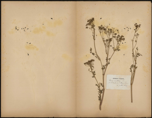 Conium maculatum, plante prélevée à Saint-Valery-sur-Somme (Somme, France), entre le Hourdel et Saint-Valery-sur-Somme, Herbier P. Guérin, 16 juillet 1889