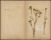 Conium maculatum, plante prélevée à Saint-Valery-sur-Somme (Somme, France), entre le Hourdel et Saint-Valery-sur-Somme, Herbier P. Guérin, 16 juillet 1889