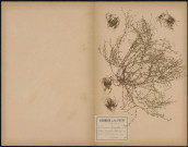 Arenaria Tennifolia - Alsine Tennifolia, plante prélevée à Querrieux (Somme, France), Sur un mur, 10 juillet 1888